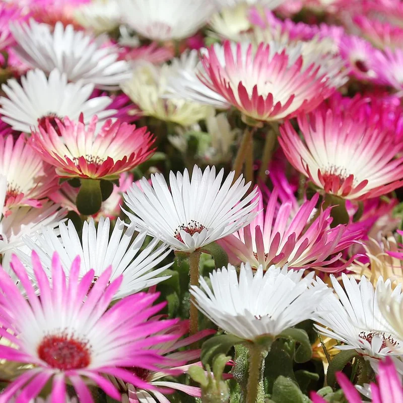 Livingstone Daisy Seeds – Mixed Colors, Drought-Tolerant Succulent Ground Cover for Gardens