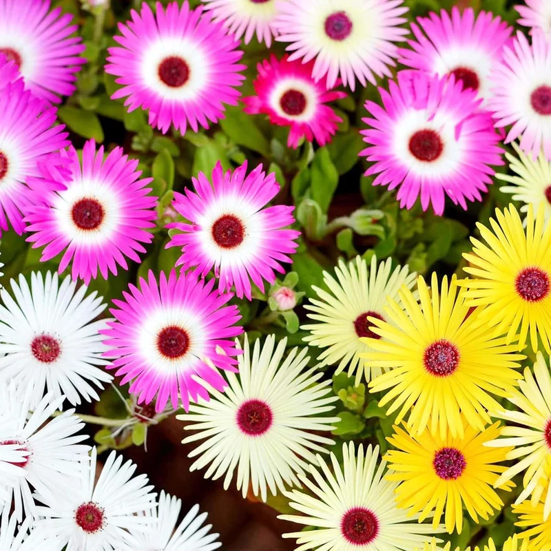 Livingstone Daisy Seeds – Mixed Colors, Drought-Tolerant Succulent Ground Cover for Gardens