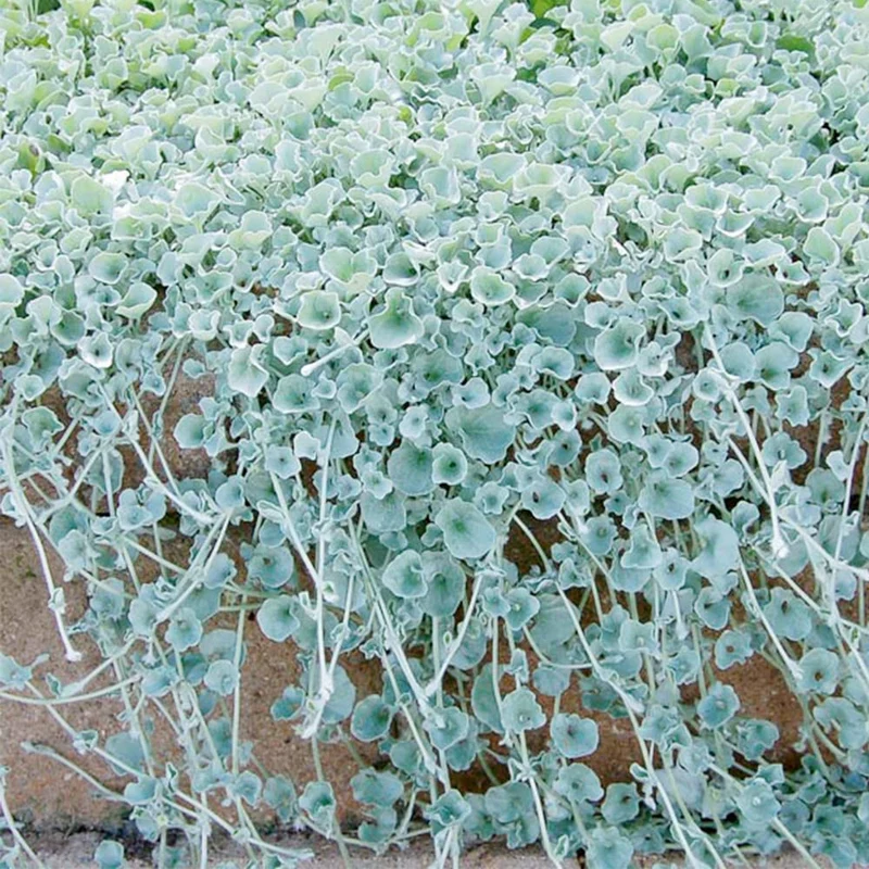 Dichondra Repens Silver Falls & Emerald Falls Seeds – Cascading Ground Cover for Hanging Baskets & Landscapes