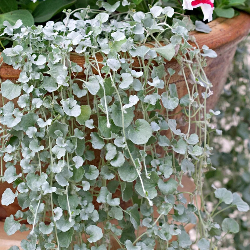 Dichondra Repens Silver Falls & Emerald Falls Seeds – Cascading Ground Cover for Hanging Baskets & Landscapes
