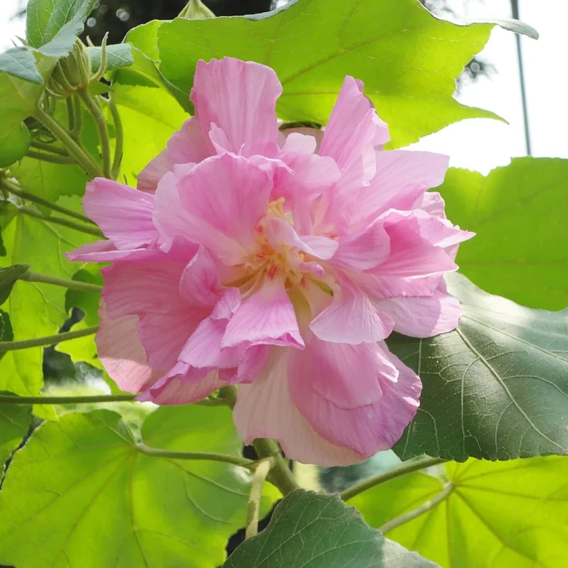 Hibiscus Mutabilis Seeds – Confederate Rose Double Pink Blooms