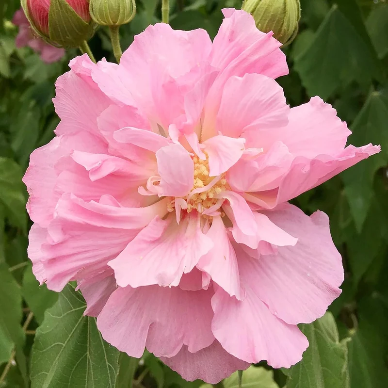 Hibiscus Mutabilis Seeds – Confederate Rose Double Pink Blooms