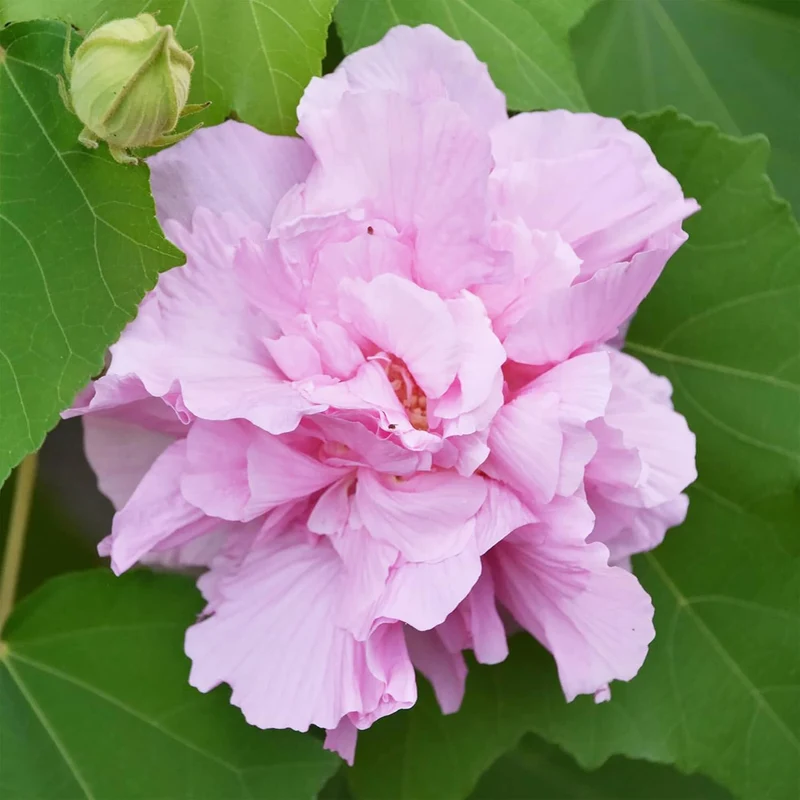 Hibiscus Mutabilis Seeds – Confederate Rose Double Pink Blooms