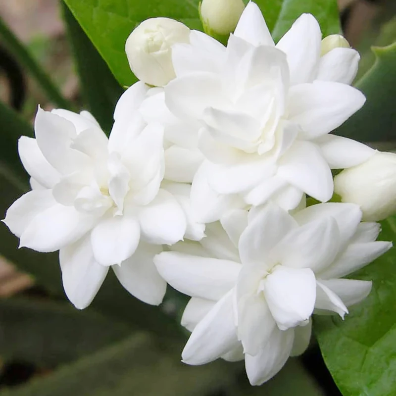Arabian Jasmine Seeds for Planting Jasminum Sambac, Fragrant Evergreen Climbing Shrub for Patio, Garden And Containers
