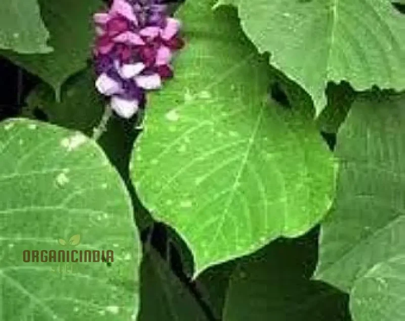 Grow Your Garden with 20pcs Pueraria Lobata Kudzu Plant Seeds: Unleash Nature's Purity!" ðŸŒ±ðŸŒ¿