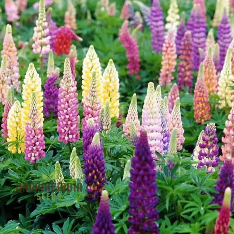 Lupinus Kaleidoscope Flower Seeds for planting