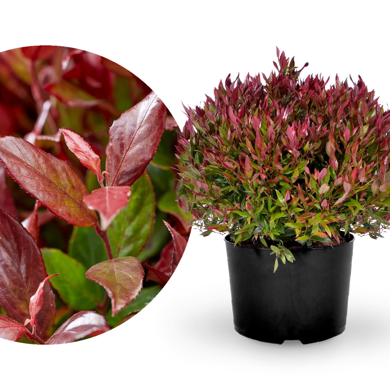 Traubenheide 'Little Flames®'