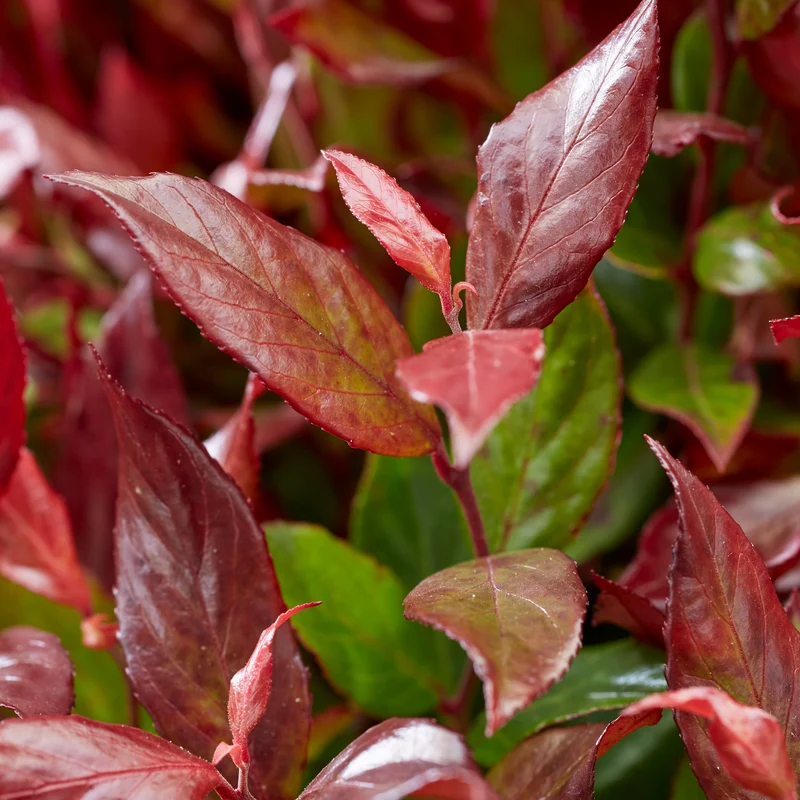 Traubenheide 'Little Flames®'