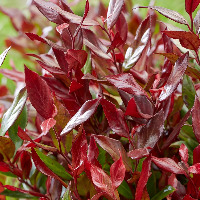 Traubenheide 'Little Flames®'