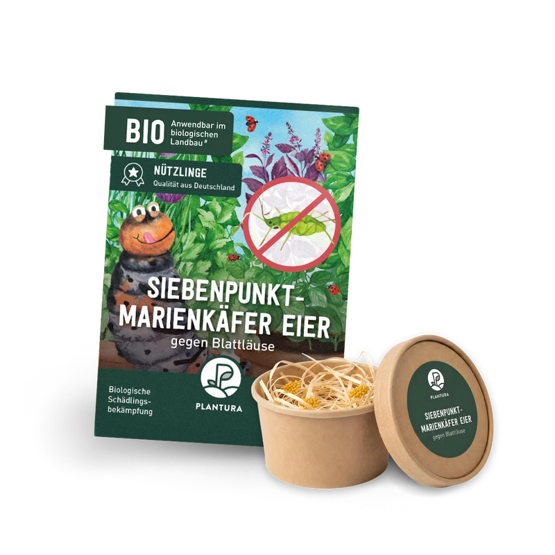 Siebenpunkt-Marienkäfer Eier gegen Blattläuse