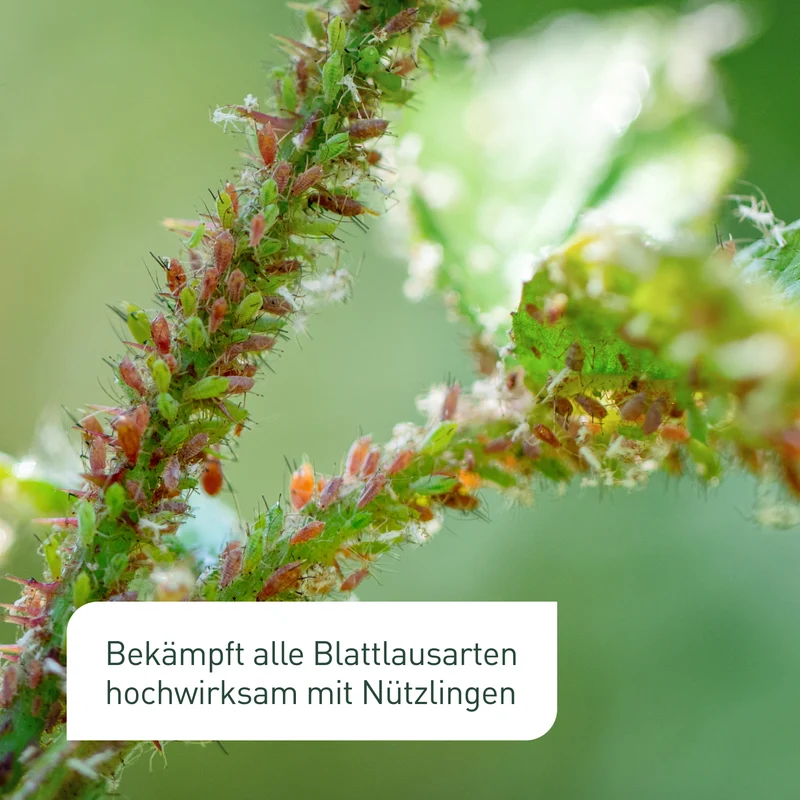 Siebenpunkt-Marienkäfer Eier gegen Blattläuse