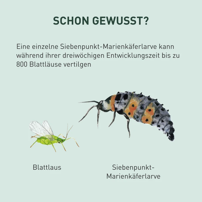 Siebenpunkt-Marienkäfer Eier gegen Blattläuse