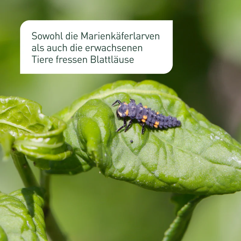 Siebenpunkt-Marienkäfer Eier gegen Blattläuse