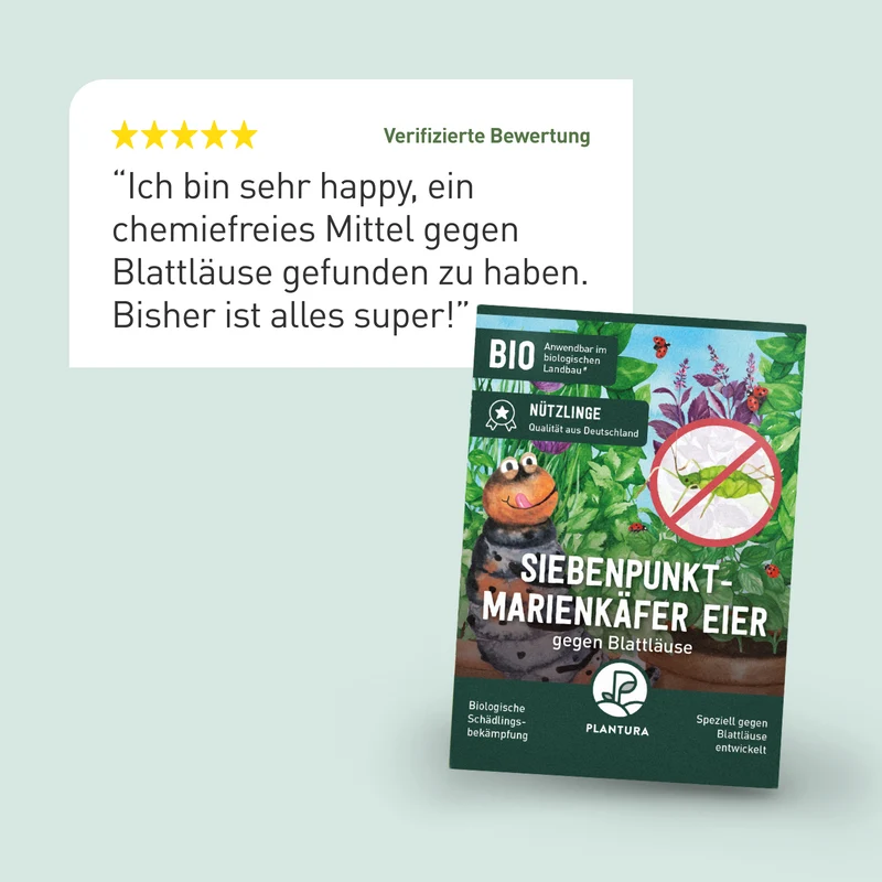 Siebenpunkt-Marienkäfer Eier gegen Blattläuse