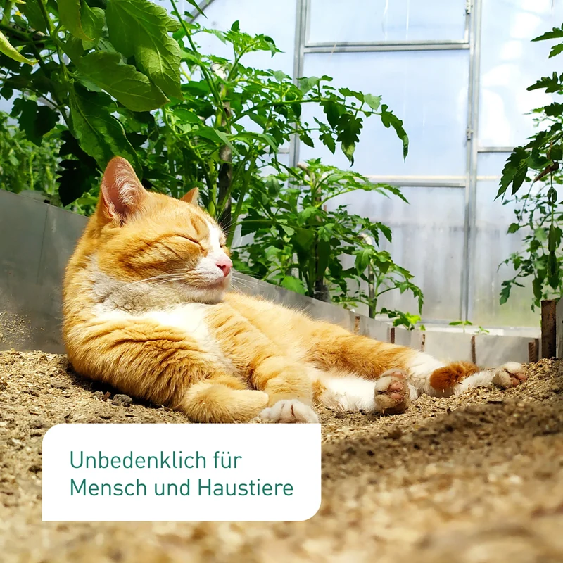 Siebenpunkt-Marienkäfer Eier gegen Blattläuse