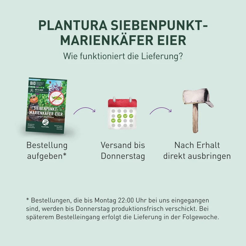 Siebenpunkt-Marienkäfer Eier gegen Blattläuse