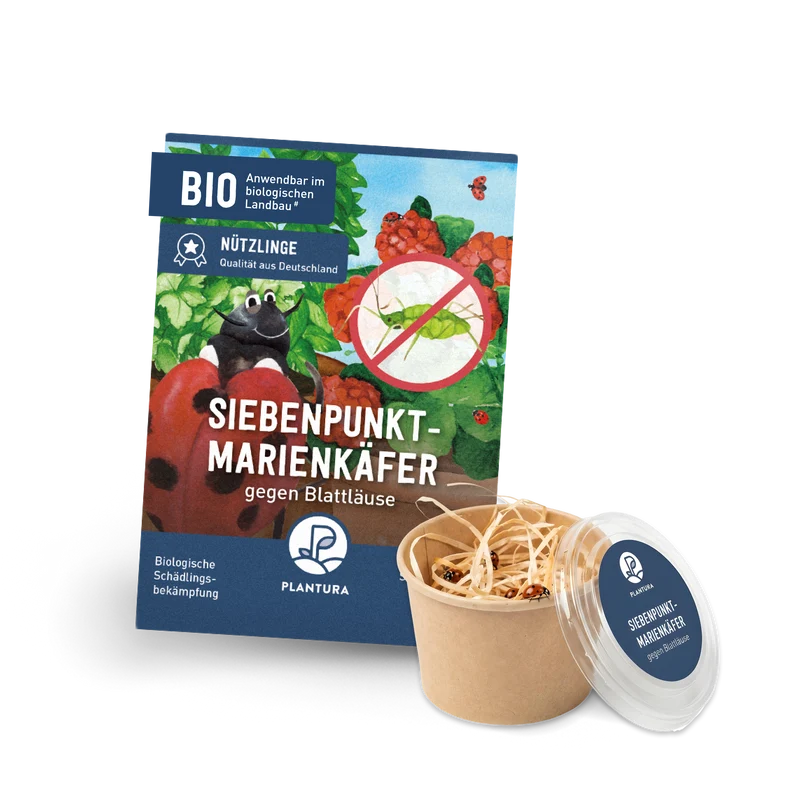 Siebenpunkt-Marienkäfer gegen Blattläuse