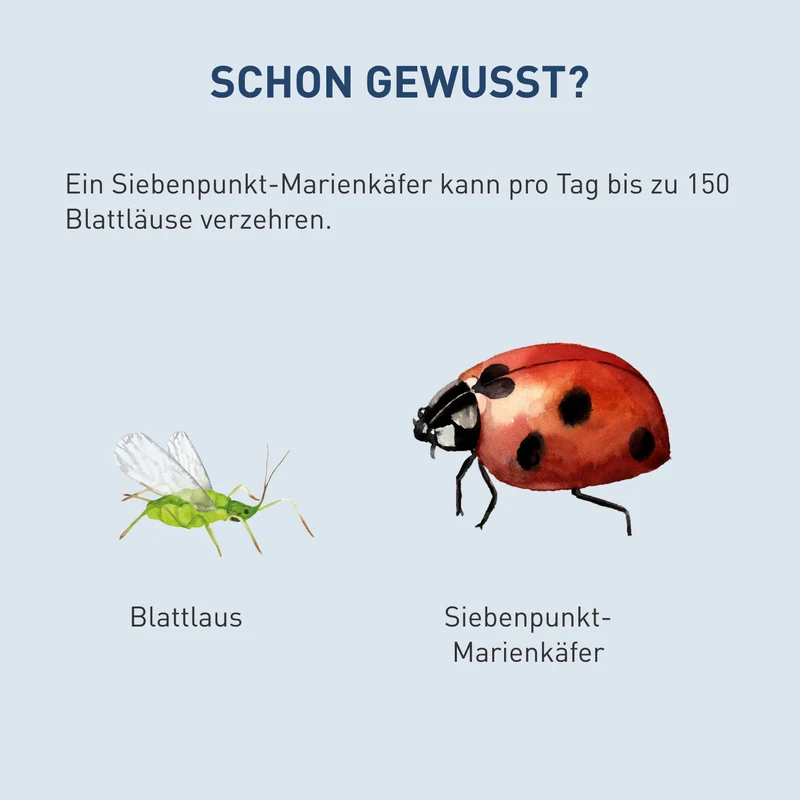 Siebenpunkt-Marienkäfer gegen Blattläuse
