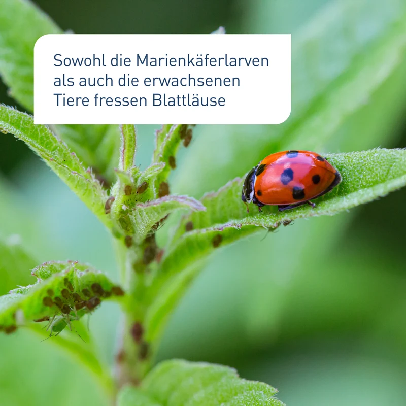 Siebenpunkt-Marienkäfer gegen Blattläuse