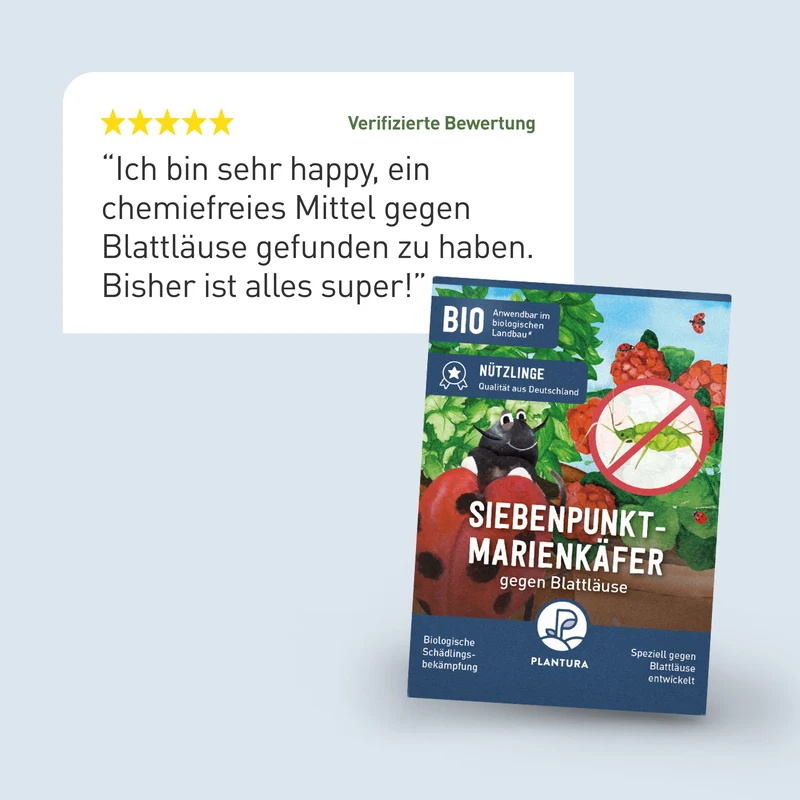 Siebenpunkt-Marienkäfer gegen Blattläuse