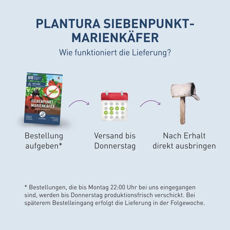 Siebenpunkt-Marienkäfer gegen Blattläuse