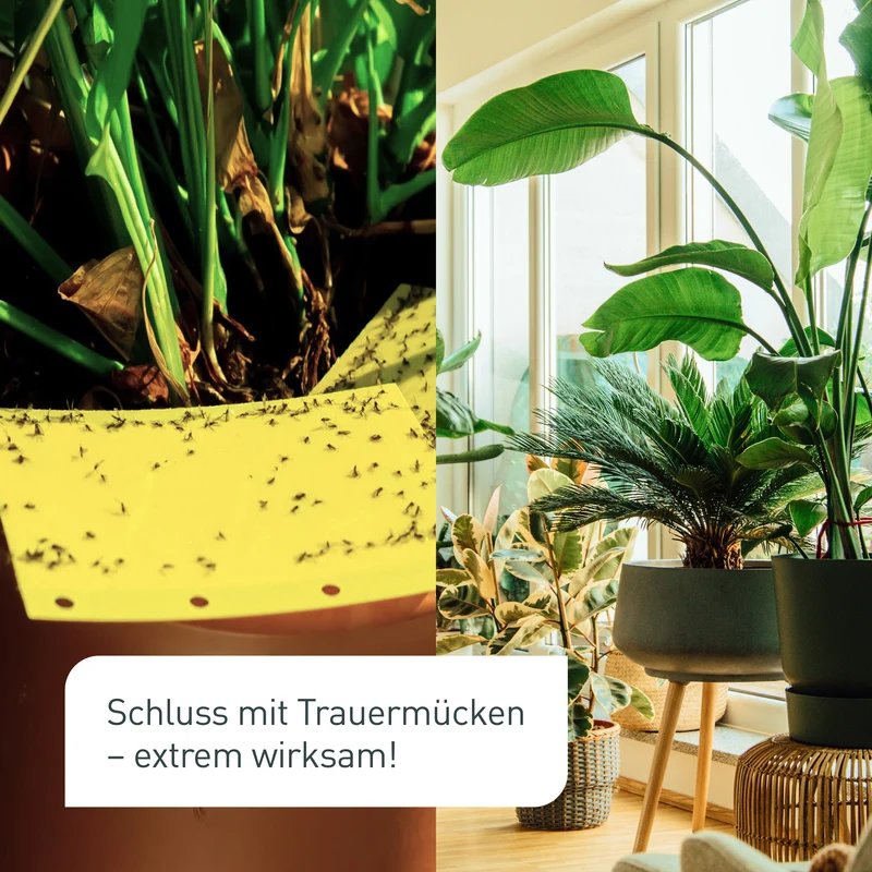 SF-Nematoden gegen Trauermücken