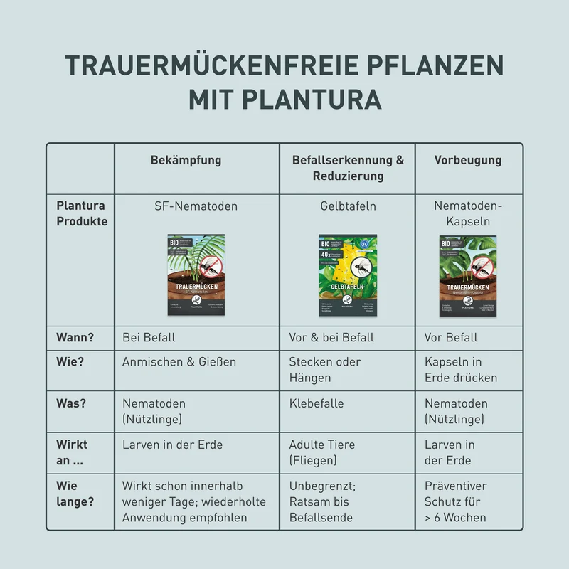 SF-Nematoden gegen Trauermücken