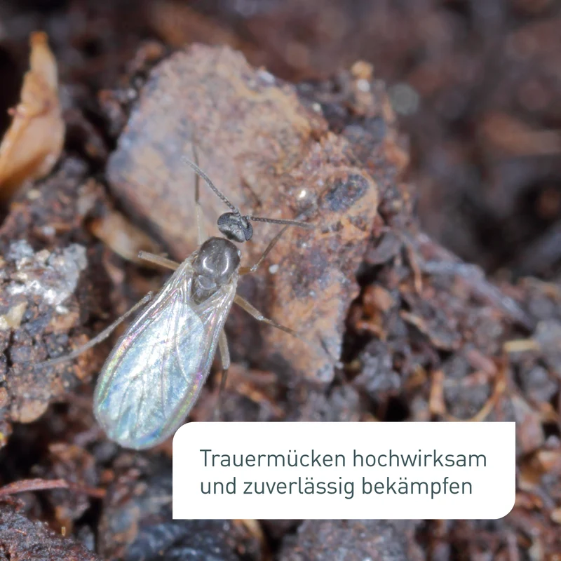 Trauermückenfrei Neem