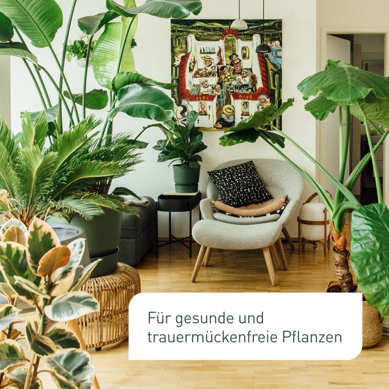 Trauermückenfrei Neem