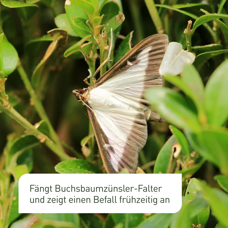 Buchsbaumzünslerfalle Pheromonfalle für Buchsbaumzünsler