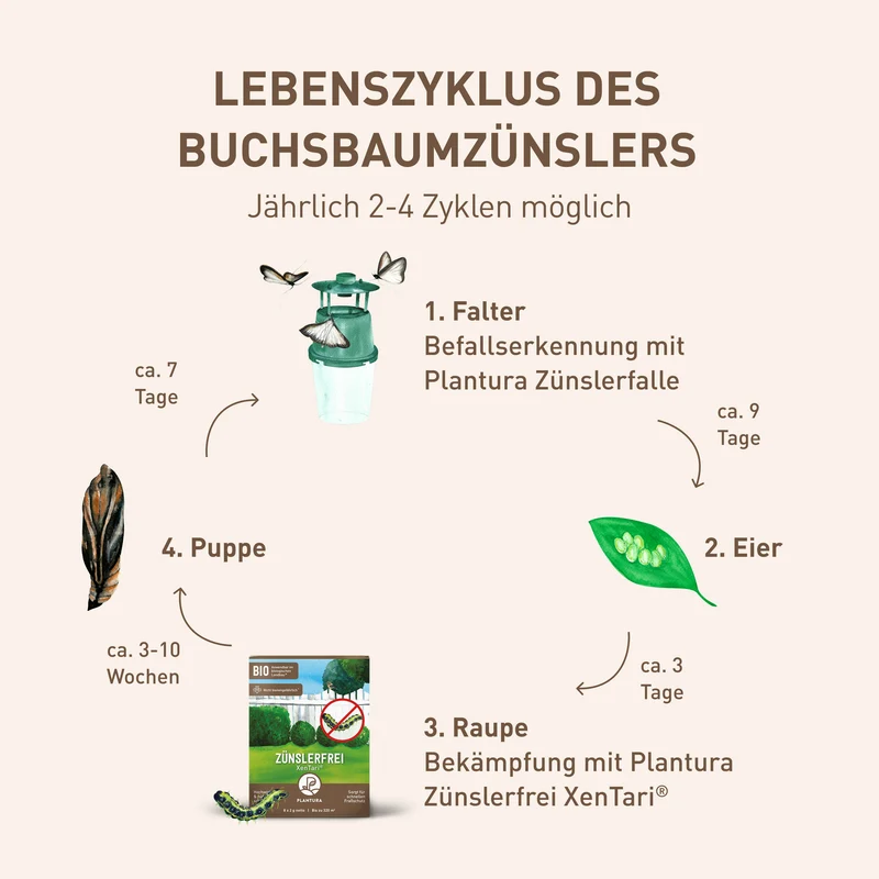 Buchsbaumzünslerfalle Pheromonfalle für Buchsbaumzünsler