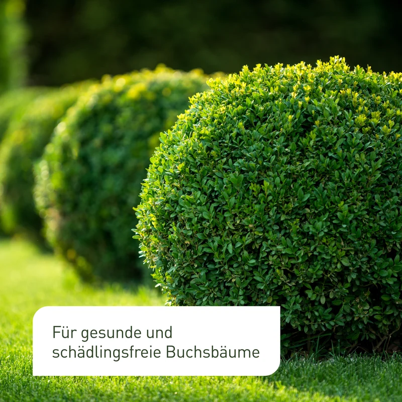 Buchsbaumzünslerfalle Pheromonfalle für Buchsbaumzünsler