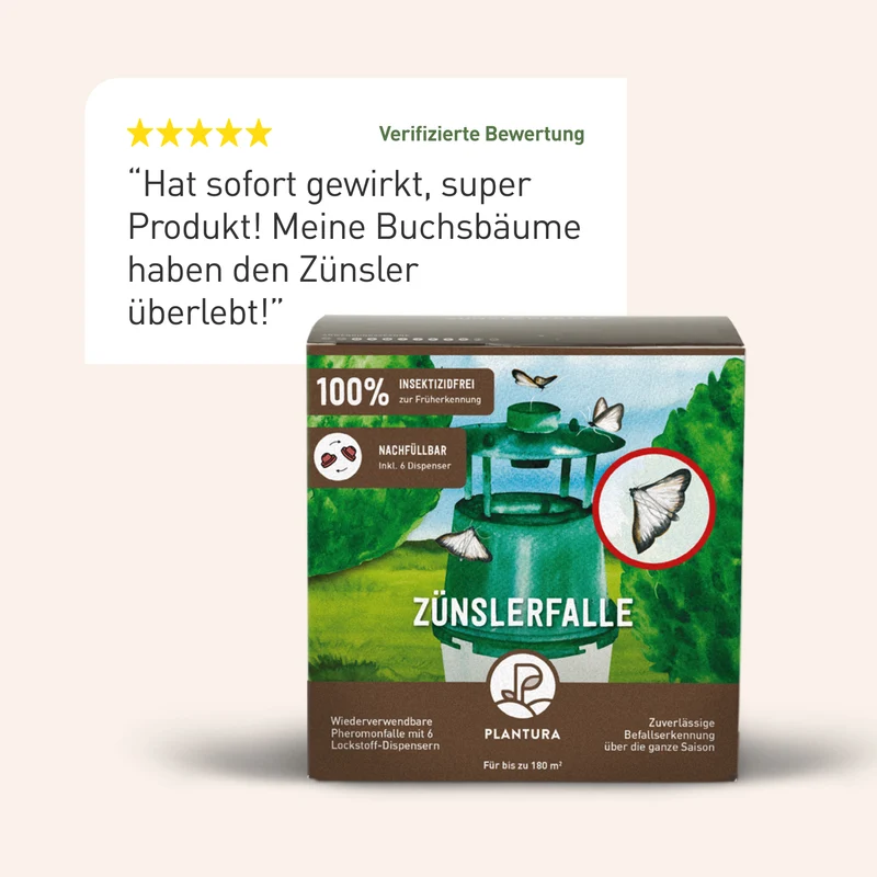 Buchsbaumzünslerfalle Pheromonfalle für Buchsbaumzünsler