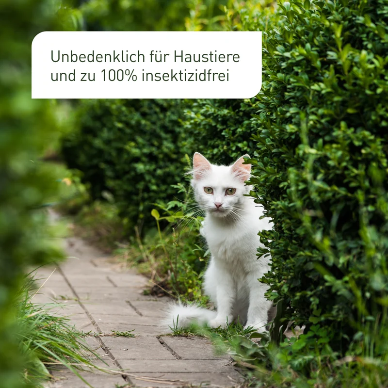 Buchsbaumzünslerfalle Pheromonfalle für Buchsbaumzünsler