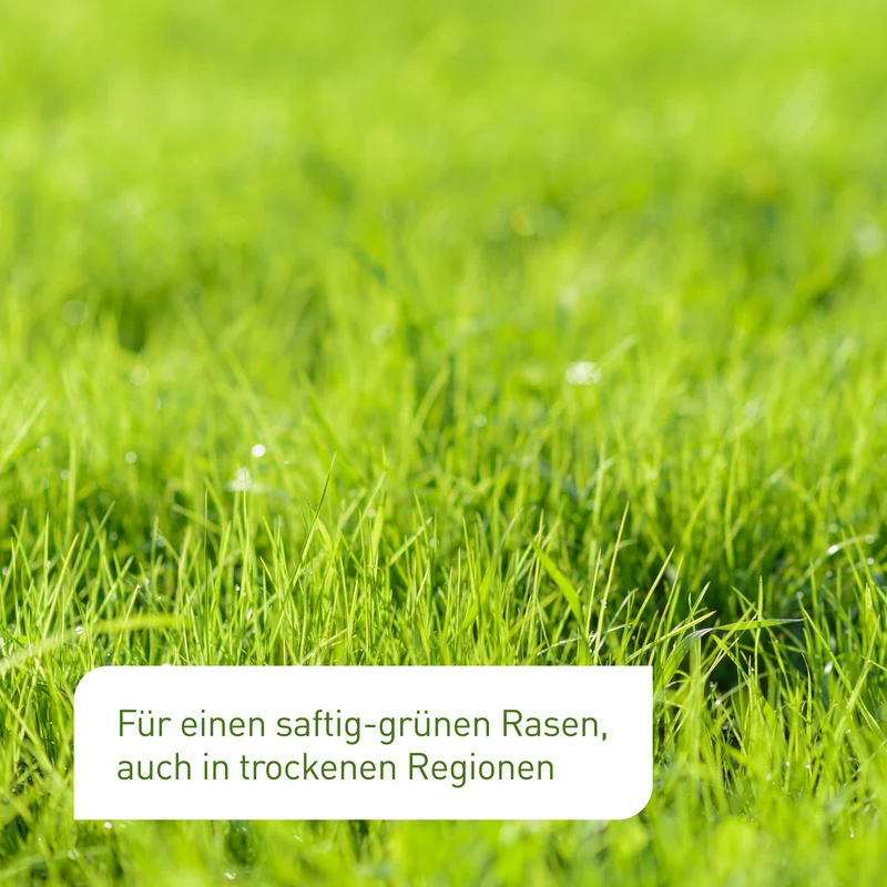 Trockenrasen 2 kg