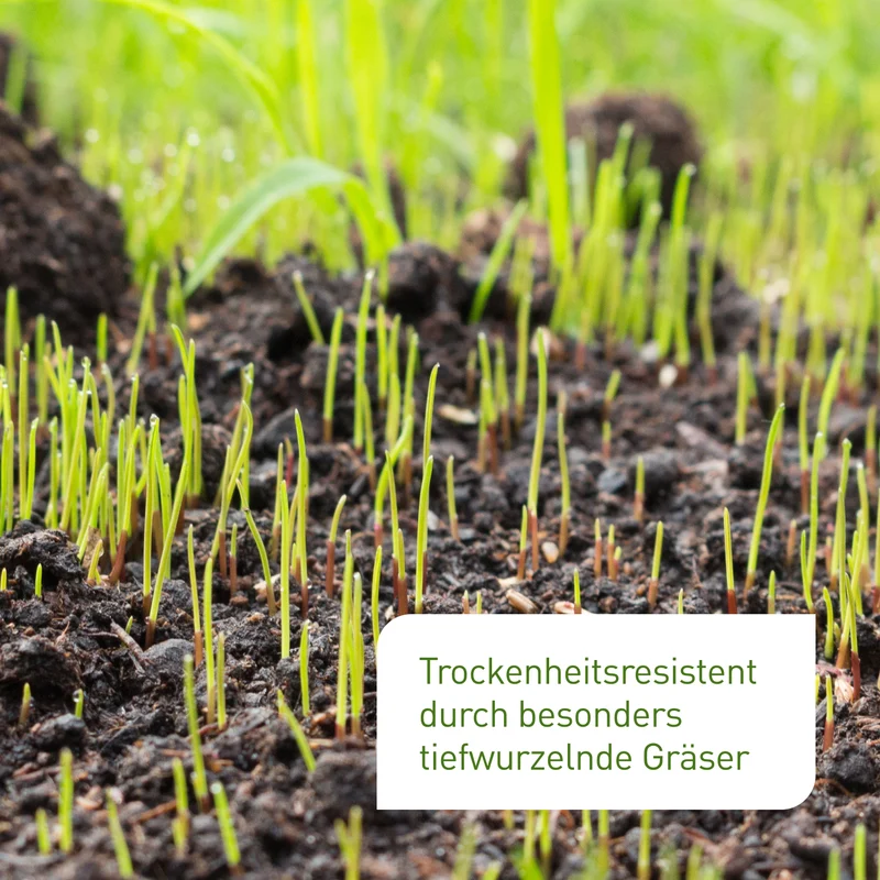 Trockenrasen 2 kg