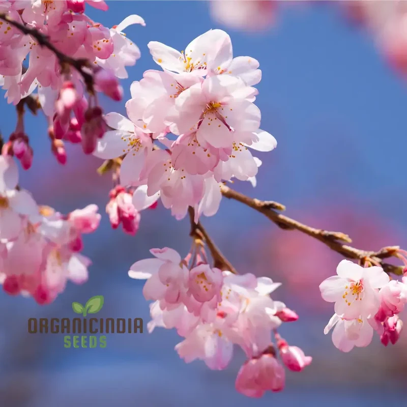 Japanese Cherry Tree Cloud Oriental Sweet Prunus Serrulata Flower Seeds - Pink Blooms, Perfect for Planting Your Dream Garden