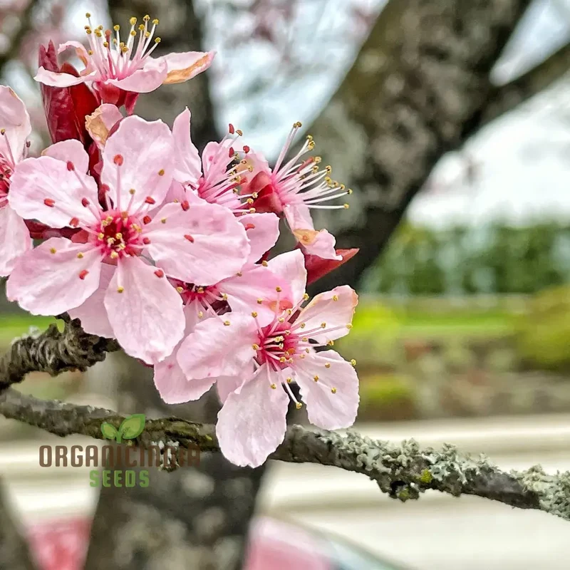 Japanese Cherry Tree Cloud Oriental Sweet Prunus Serrulata Flower Seeds - Pink Blooms, Perfect for Planting Your Dream Garden