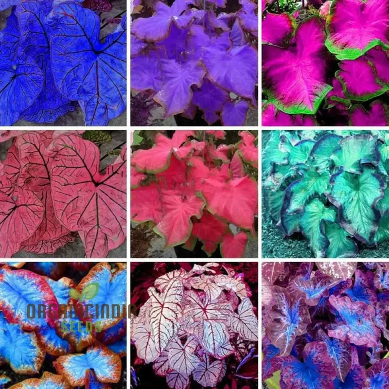 Caladium Burnt Rose Seeds – Colorful Foliage Plant for Shaded Gardens & Containers