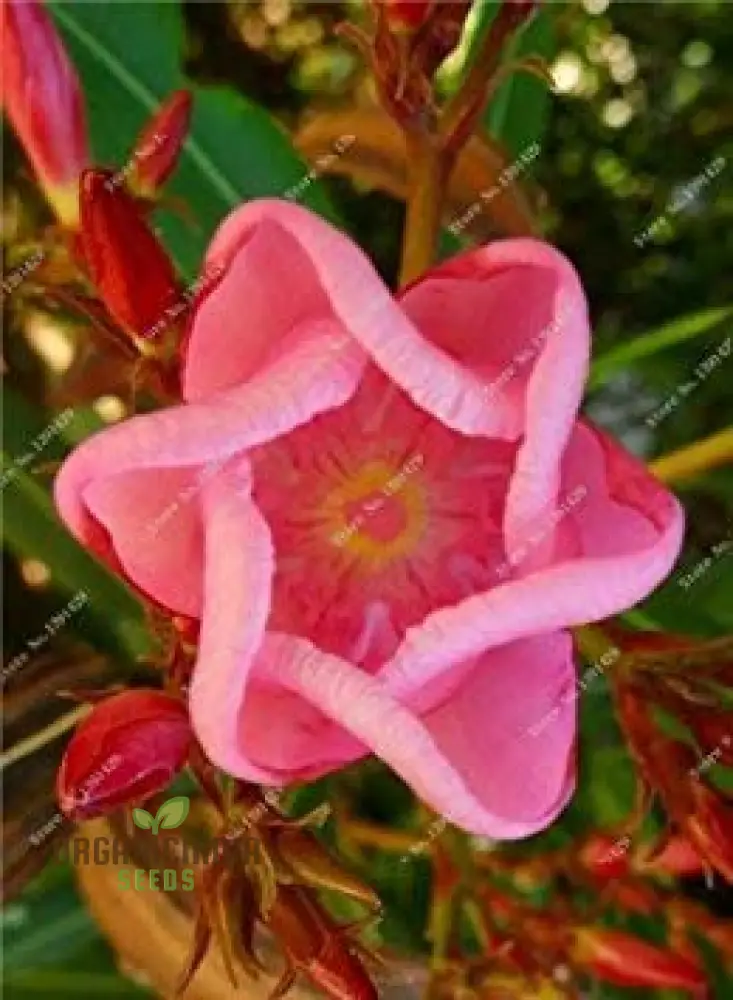 Meaty Flower Seeds, Planting, 100 pcs