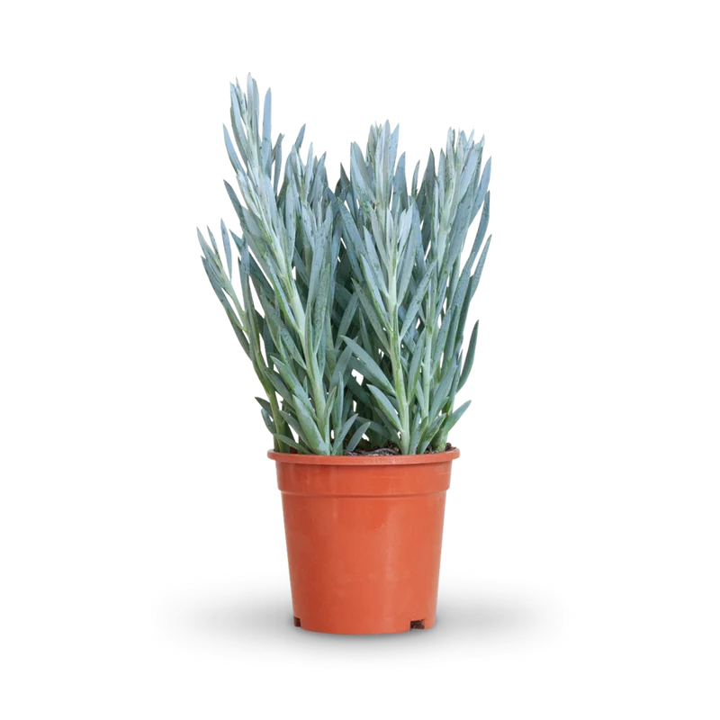 Senecio 'Mount Everest'