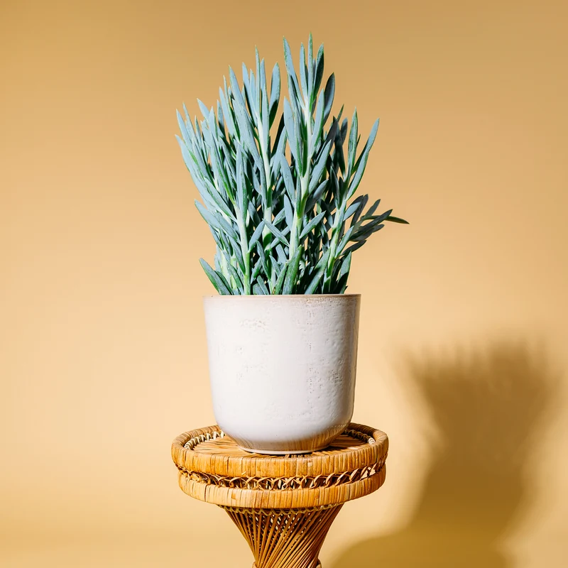 Senecio 'Mount Everest'
