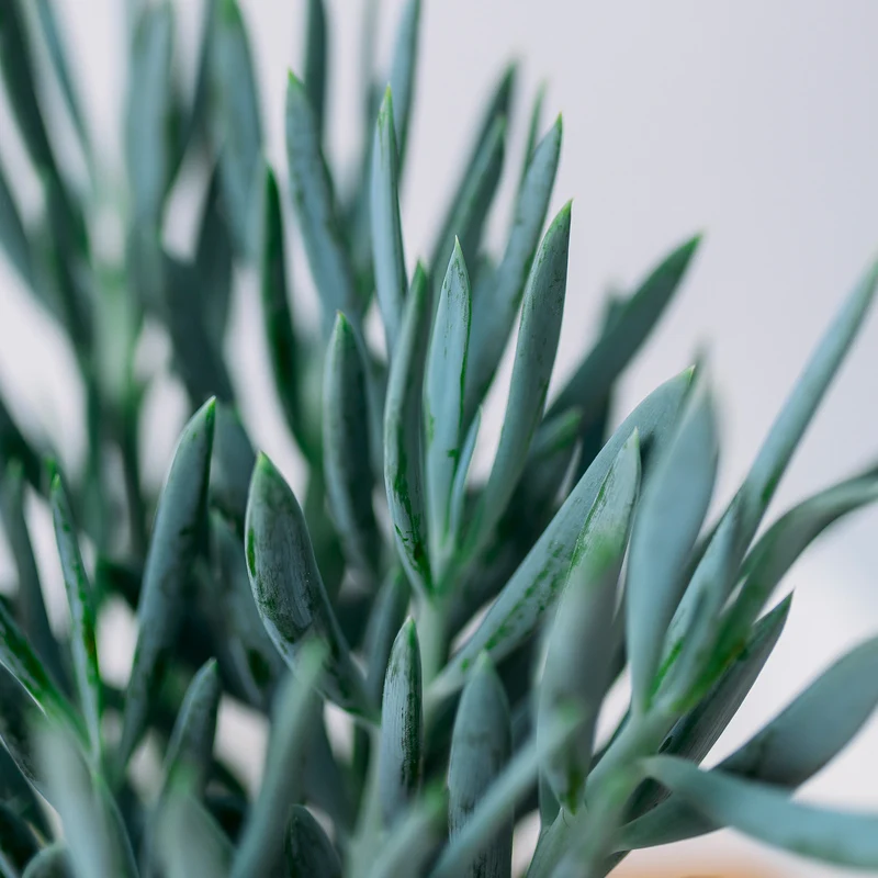 Senecio 'Mount Everest'
