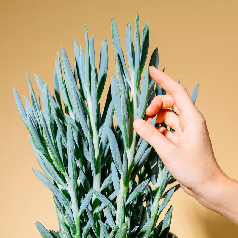 Senecio 'Mount Everest'