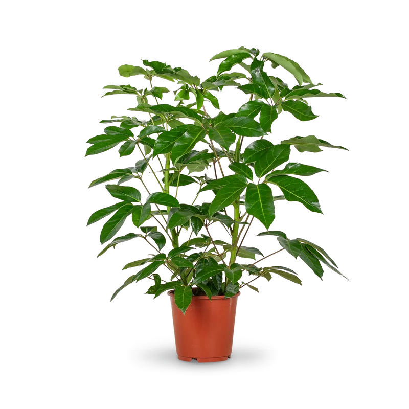 Schefflera 'Amate' XXL-Größe