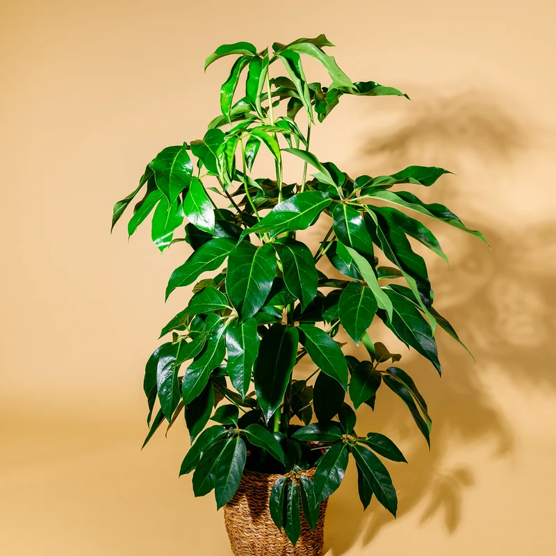 Schefflera 'Amate' XXL-Größe