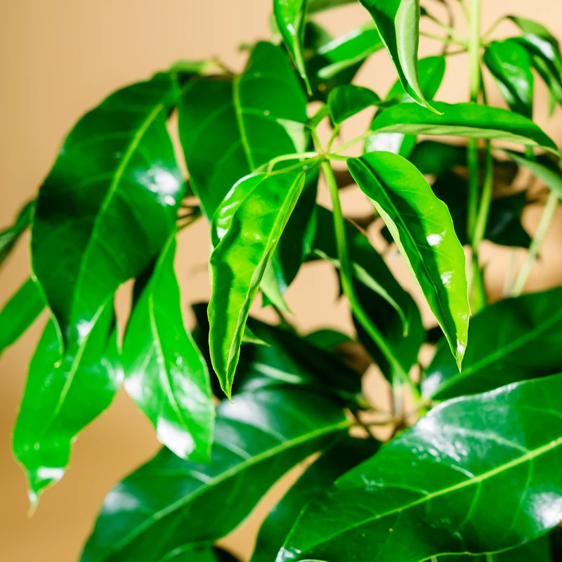 Schefflera 'Amate' XXL-Größe