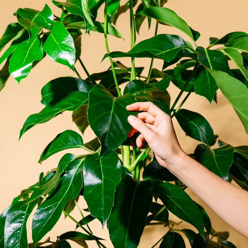 Schefflera 'Amate' XXL-Größe