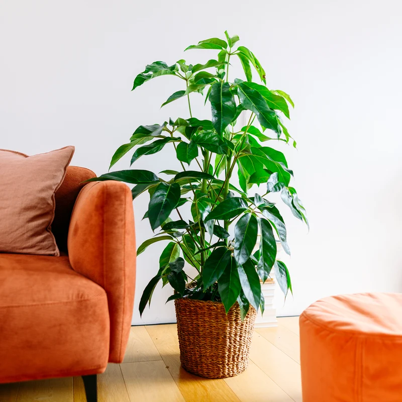 Schefflera 'Amate' XXL-Größe