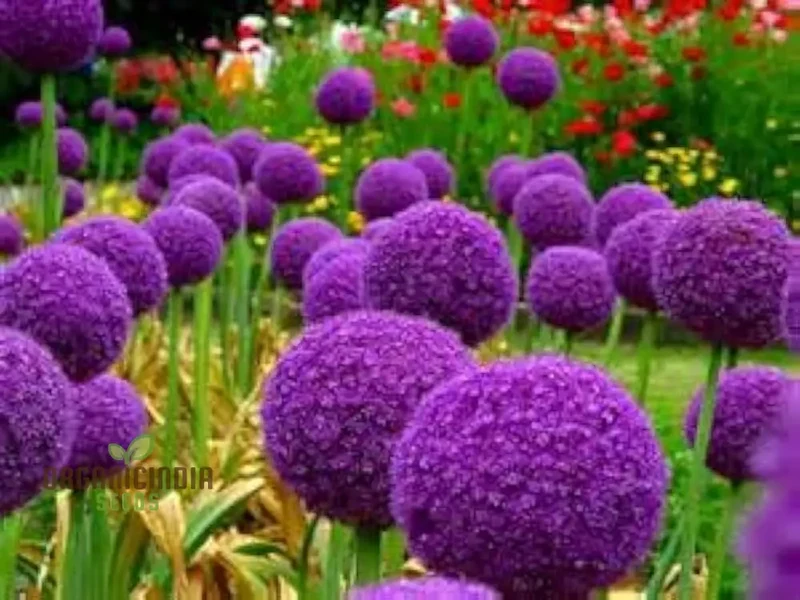 Giganteum Cipolla Bonsai Seeds - Bella Flower Planting Plan
